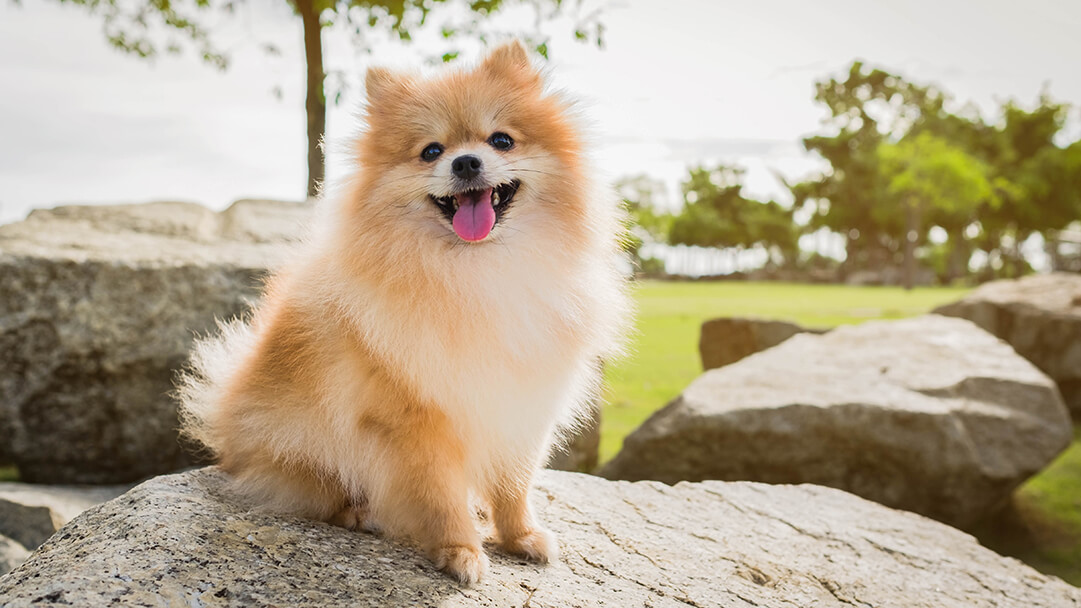 Small dog with 2024 big fluffy ears